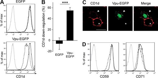 Figure 2. CD1d is down-regulated from the cell surface by HIV-1 Vpu. (A-B) 293T cells stably expressing CD1d were transiently transfected with EGFP or Vpu-EGFP and examined for CD1d cell surface expression 48 hours after transfection. Dashed black lines indicate EGFP+ cells; solid black lines, EGFP− cells in the same culture; gray solid lines, isotype control stainings. CD1d down-regulation was calculated as described in “Flow cytometry and surface protein down-regulation.” Data are representative of 8 independent experiments. Error bars represent SD; ***P < .001. (C) Surface immunofluorescence microscopy of 293T cells 48 hours after cotransfection with CD1d and Vpu-EGFP. Arrowheads indicate representative EGFP+ cells; asterisks, representative EGFP− cells. Original magnification of the images, ×630; scale bar, 15 μm. (D) Forty-eight hours after transfection, 293T-CD1d cells transfected with Vpu-EGFP were stained for surface expression of CD59 or CD71. Dashed black lines indicate EGFP+ cells; solid black lines, EGFP− cells; gray solid lines, isotype controls. Representative data from 1 of 3 experiments are shown.