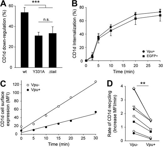 Figure 4. Vpu impairs recycling of CD1d to the cell surface. (A) 293T cells stably expressing wt CD1d or mutants CD1dY331A or CD1dΔtail, respectively, were transiently transfected with Vpu-EGFP. CD1d down-regulation was calculated 48 hours after transfection. Data are representative of 5 independent experiments. Error bars represent SD; ***P < .001. (B) The rate of CD1d internalization in 293T-CD1d cells expressing Vpu-EGFP or EGFP alone was measured 48 hours after transfection with the use of a flow cytometry–based assay as described in “Recycling assay.” Data are representative of 6 independent experiments. Error bars represent SD. (C) For flow cytometric analysis of CD1d recycling, 293T-CD1d cells transfected with Vpu-EGFP were pretreated with purified anti-CD1d mAb to block surface CD1d. After incubation at 37°C for different times, the surface arrival of unblocked internal CD1d was detected by staining with a phycoerythrin-conjugated CD1d antibody. Recycling of CD1d was measured as an increase in cell surface CD1d MFI and analyzed separately for Vpu-EGFP+ (closed circles) and Vpu-EGFP− (open circles) cells in the same culture. Data from 1 representative of 4 independent experiments are shown. All experiments were performed in duplicates. (D) Quantification of CD1d recycling rates in Vpu-EGFP+ and Vpu-EGFP− cells. The rate of recycling is expressed as an increase in CD1d MFI per minute and corresponds to the slope of the regression line in panel C. Data from 4 independent experiments performed in duplicates are shown. **P < .01.