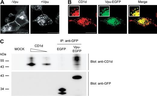 Figure 5. Complex formation of CD1d and Vpu. (A-B) Confocal microscopy analysis of 293T cells transfected with CD1d alone (A left) or cotransfected with CD1d and Vpu-EGFP (A right, B). Cells were permeabilized and stained with anti-CD1d antibody. Original magnification of all images, ×630; insets at higher magnification. Scale bars, 15 μm. (C) 293T cells were cotransfected with CD1d and Vpu-EGFP or EGFP alone and lysed in buffer containing 1% Igepal. After immunoprecipitation with anti-GFP microbeads, proteins were separated on a 12% sodium dodecyl sulfate–polyacrylamide gel electrophoresis gel and transferred onto a nitrocellulose membrane. The membrane was first probed with anti-CD1d antibody (clone NOR3.2) and subsequently stripped and reprobed with anti-GFP antibody.