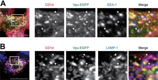 Figure 6. CD1d and HIV-1 Vpu colocalize in early endosomal compartments. (A-B) Costaining of CD1d and EEA-1 (A) or LAMP-1 (B), respectively, in permeabilized 293T cells transiently coexpressing CD1d and Vpu-EGFP. Filled arrowheads (A) indicate vesicles staining positive for CD1d, Vpu, and EEA-1. (B) Filled arrowheads indicate colocalization of CD1d and LAMP-1; open arrowheads indicate colocalization of CD1d and Vpu. Squares indicate the section shown in higher magnification. Original magnification of all images, ×630; all data are representative of at least 3 independent experiments. Scale bars, 15 μm.