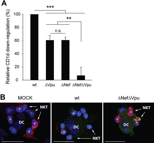 Figure 7. HIV-1 Vpu- and Nef-deletion mutants lose their capacity to inhibit CD1d expression and NKT-cell activation. (A) Human monocyte-derived DCs were infected with VSV-G pseudotyped HIV-1 81Awt or mutants lacking the expression of Vpu (ΔVpu), Nef (ΔNef), or both (ΔNefΔVpu), and CD1d down-regulation was analyzed at day 4 after infection. CD1d down-regulation by 81Awt was set as 100%. Data show experiments with DCs generated from 8 different donors. Error bars represent mean ± SE; **P < .01; ***P < .001. (B) NKT cells were coincubated with αGalCer-loaded DCs infected with the viruses indicated for 2 hours in the presence of brefeldin A and subsequently analyzed for expression of p24 (green) and IFN-γ production (red). The data are representative of 3 independent experiments. Scale bars, 15 μm.