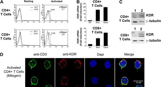 Figure 1. Expression of KDR on mitogen-activated CD4+ and CD8+ T cells. CD4+ and CD8+ T cells were purified from human blood by positive selection, and were stimulated with anti-CD3/anti-CD28 (as outlined in “Leukocyte isolation”) for 72 hours or as indicated. The expression of KDR was evaluated by FACS (A), by real-time PCR (B), by Western blot analysis (C), and by confocal microscopy (D). In panel A, the difference (delta, Δ) in mean fluorescence staining (experimental minus isotype control) is shown within each FACS plot. In panel B, the relative fold induction in KDR mRNA expression in 6- and 12-hour mitogen-activated CD4+ and CD8+ T cells versus untreated cells (NT) is shown. Panel C illustrates a representative Western blot of KDR in unactivated (lane 1) and 12-hour mitogen-activated T cells (lane 2). Panel D shows representative confocal microscopy images of 72-hour anti-CD3/anti-CD28-activated CD4+ T cells stained for CD3 and KDR. Approximaetly 20% of all activated T cells in our cultures express KDR (as illustrated) and the remainder of the T cells in the cultures have nondetectable or low levels of expression (not shown). All experiments are representative of n ≥ 5 per condition (A-B) and n = 3 (C).