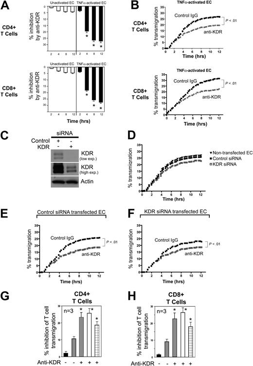 Figure 4. Effect of anti-KDR on the transendothelial migration of human CD4+ and CD8+ T cells. ECs were cultured to confluency on 3μM pore membranes in FluoroBlok transwells. CFSE-labeled CD4+ or CD8+ cells (5 × 105 cells) were added into the upper chamber, and migration into the lower chamber was monitored in real time as described in “Lymphocyte migration assays.” Panel A illustrates the mean percent inhibition of transmigration of CD4+ or CD8+ cells (as indicated) by anti-KDR (R&D Systems) versus control IgG across unactivated (□) or TNFα–activated ECs (■, n = 5 experiments; *P < .01 vs contol IgG). Panel B illustrates a representative experiment showing patterns of inhibition of CD4+ or CD8+ T-cell transmigration by anti-KDR across TNFα-activated ECs (control IgG, solid dots; anti–human KDR, open squares). (C) Western blot analysis of control siRNA and KDR siRNA transfected ECs. Top and middle blots illustrate different exposure times of the same blot. (D) Representative experiments illustrating transmigration of CD4+ T cells across nontransfected, control siRNA-transfected ECs, and KDR siRNA-transfected endothelial cells. (E-F) Representative experiments illustrating the transmigration of CD4+ T cells across control siRNA-transfected ECs (E) or KDR siRNA-transfected ECs (F) in the absence (solid dots) or presence (open squares) of anti-KDR (2μg/mL). Panels G and H illustrate the mean percent inhibition (n = 3 experiments) of transmigration of CD4+ T cells (G) and CD8+ T cells (H) across control siRNA-transfected ECs compared with: nontransfected ECs (■) or KDR siRNA-transfected ECs () in the absence or presence of anti-KDR as indicated. Also shown is the inhibitory effect of anti-KDR on T-cell transmigration across control siRNA-transfected ECs (□, as in panel E) or KDR siRNA-transfected ECs (⊞, as in panel F). *P < .01 vs contol IgG.