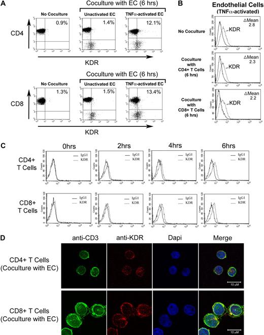 Figure 6. Effect of ECs on inducible KDR expression by human CD4+ and CD8+ T cells. Untreated or TNFα-activated ECs (100U/mL for 6 hours) were incubated with purified populations of either CD4+ or CD8+ T cells (1 × 105 cells) in a ratio of 1:1 for increasing times up to 6 hours, as indicated. After coculture, FACS was performed for the evaluation of T-cell expression of KDR. (A) Representative dot plots after culture of either CD4+ (top panels) or CD8+ T cells (bottom panels) with ECs. (B) Representative FACS histograms illustrating expression of KDR on TNFα–activated ECs before and after coculture with CD4+ or CD8+ T cells. (C) Representative FACS histograms illustrating the temporal induction of KDR expression on CD4+ T cells (top panels) or CD8+ T cells (bottom panels) after coculture with TNFα–activated ECs. (D) Confocal microscopy illustrating colocalization of CD3 and KDR on CD4+ T cells (top panels) and CD8+ T cells (bottom panels) after coculture with TNFα-activated endothelial cells. Panels A, B, and C are representative of n ≥ 5 per experimental group. Panel D is representative of n = 2, with identical results.
