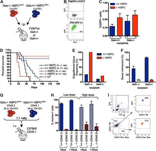 Figure 2. In vivo functional characterization of Galc−/− HSPCs. (A) Experimental scheme for panels D through F. (B) Representative cytofluorimetric dot plots of GFP-transduced HSPCs and their negative control. (C) Frequency of GFP positive cells in the BM of FVB/Twi Galc−/− and +/+ recipients 20 hours after the transplantation of GFP+ Galc−/− and +/+ HSPCs (n = 4 for each group). (D) Survival curve of Galc−/− and +/− recipient mice (rec.) after the intraperitoneal transplantation of Galc +/+ or −/− HSPCs. (E-F) Engraftment failure frequency (E; defined as percent of animals showing a survival less than or equal to 21 days postirradiation, and/or less than or equal to 1% donor cells in the BM at death or at 120 postnatal days) and donor chimerism (% of GFP+ cell in the BM) at 120 days after transplantation or at mice death (F), measured in the same experimental groups as in panel D. Average values ± SD are reported. (G) Experimental scheme for competitive transplantation experiments (H-I). (H) Engraftment of Galc+/+ CD45.1+ and of Galc−/− CD45.2+ cells in peripheral blood of wild-type CD45.1 mice transplanted with HSPCs measured at 8 and 16 weeks (ws) after the transplantation (high or the low dose, see text for details; n = 6 for each group). Average values ± SD are reported. (I) Representative plots from cytofluorimetric analysis showing engraftment of CD45.1 and CD45.2 cells on peripheral blood of mice receiving competitive transplantation and GFP expression in each of the 2 populations.