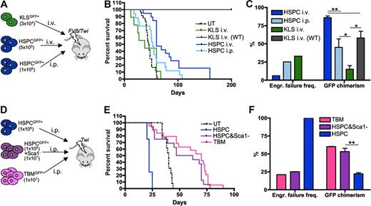 Figure 3. Functional characterization of the Galc−/− niche. (A,D) Experimental schemes. (B,E) Survival curves of Galc−/− mice (FVB/Twi in panel B and Twi in panel E) after the intravenous or intraperitoneal transplantation of GFP+ Galc+/+ HSPC or KLS or total BM (TBM) or HSPC plus GFP− Sca1− BM cells, as indicated. KLS intravenous (WT): KLS transplanted intravenously in wild-type recipients. n ≥ 3 in each group. (C,F) Engraftment failure frequency and donor chimerism measured in the same experimental groups as in panels B and E. Average values ± SD are reported. *P < .05, **P < .01 on 1-way ANOVA.