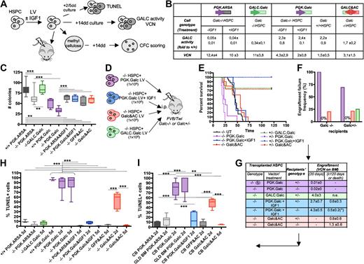 Figure 4. Characterization of the diverse phenotypes associated to alterations of GALC expression in murine and human HSPCs. (A,D) Experimental schemes. (B) GALC activity (measured as fold to mock-transduced Galc+/+ cells) and LV copy number (VCN) measured on the in vitro progeny of murine Galc−/− and +/+ HSPCs transduced with the indicated LV and exposed or not to IGF1 after transduction. n ≥ 3 in each group. (C) Number (#) of colonies retrieved from colony-forming cell assays performed with murine HSPCs obtained from Galc−/− and +/+ mice after transduction with the specified LV and exposed to IGF1 after transduction, if indicated. n ≥ 3 in each group. (E) Survival curves of FVB/Twi Galc−/− and +/− mice after the intraperitoneal transplantation of Galc−/− HSPCs transduced with the indicated vectors and exposed to IGF1 after transduction, if indicated. n ≥ 3 in each group. (F-G) Engraftment failure frequency (F) and transduced cell engraftment (VCN in the BM; G) at 20 and at 120 days after transplantation or at death as in (*), measured in the same experimental groups as in panel E. (§) Similar results were obtained with +/+HSPCs. (H-I) TUNEL assay performed on murine (H) and human (I) HSPCs obtained from Galc−/− and +/+ mice and from normal donors (nd) CB and GLD patients' BM, 2 and 5 days (d) after transduction with the specified LV and exposed to IGF1 after transduction, if indicated. Percentage of TUNEL+ nuclei over the total number of nucleated cells is reported (≥ 8 fields and ≥ 100 cells were counted per condition). n ≥ 5 individual experiments per condition, average values ± SD are reported. *P < .05, **P < .01, ***P < .001 on 1-way ANOVA.