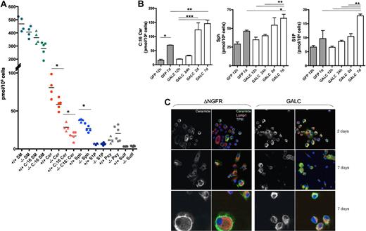 Figure 5. Sphingolipid profile of murine HSPCs. (A) Total sphingolipid content (pmol/106 cells) of Galc−/− and +/+ murine HSPCs. Each dot represents an individual sample; means are shown. (B) Intracellular content of C:16 Cer (left panel), Sph (middle panel), and S1P (right panel), in GALC or GFP LV transduced −/− HSPCs at 12 to 24 hours (h), 2 and 7 days (d) after gene transfer (n ≥ 3). *P < .05, **P < .01, ***P < .001 on 1-way ANOVA. (C) Representative images obtained after immunofluorescence staining for ceramide and for the lysosomal marker Lamp1 performed on human monocytes (U937 cells) transduced with GALC and control DeltaNGFR (DNGFR) LV 2 and 7 days after transduction. Magnification 100× in the 2 top rows and 200× in the bottom row.