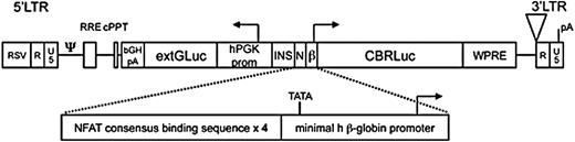 Figure 1. Dual reporter lentiviral construct. Schematic diagram of the dual reporter, bidirectional lentiviral vector. LTR indicates long terminal repeat; RSV, respiratory syncytial virus; R, R element of retroviral LTR; U3, U3 element of retroviral LTR; ψ, packaging signal; RRE, rev response element; cPPT, central polypurine tract; bGH pA, bovine growth hormone polyadenylation signal; hPGK prom, human phosphoglycerate kinase-1 promoter; INS, insulator core derived from the chicken CHS4 element; N, nuclear factor of activated T cells (NFAT)-responsive enhancer; β, minimal human β-globin promoter; CBR Luciferase, click beetle red Luciferase; WPRE, woodchuck posttranscriptional regulatory element; pA, polyadenylation signal; and TATA, TATA box.