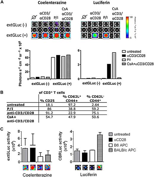 Figure 4. In vitro functionality of NFAT-inducible lentiviral vector. (A) Sorted extGLuc+ and extGLuc− primary T cells from chimeric B6 mice were stimulated with PMA/Ionomycin or αCD3/CD28 in the presence or absence of Cyclosporine A (CsA). ExtGLuc and NFAT-induced CBRLuc activity were assessed using the IVIS bioluminescence imaging system. A representative image from 1 of 2 identical experiments is shown. (B) Activation marker (CD25, CD44, and CD62L) expression were determined for primary transgenic T cells after stimulation with PMA (100 ng/mL)/ionomycin (1500 ng/mL) and αCD3/CD28 for 16 hours in the presence or absence of CsA (300 ng/mL) and analyzed by flow cytometry. (C) ExtGLuc+ T cells from chimeric B6 were challenged with wild-type BALB/c (allogeneic) or B6 (syngeneic) antigen presenting cells plus αCD28 antibody (c = 2 μg/mL) for 72 hours. The extGluc and CBRLuc signal activity (photons/s) were quantified. Data shown represent average of 2 identical experiments.