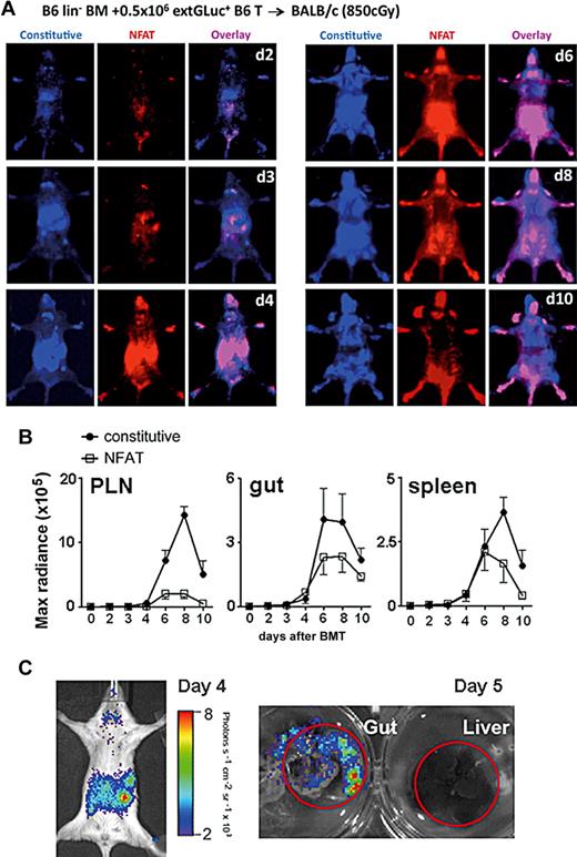 Figure 5. Distinct trafficking and activation kinetics of donor T cells in GVHD. (A) Donor B6 transgenic CD5+ T cells (0.5 × 106) were followed in BALB/c recipients (8.5 Gy) at serial time points, days (B) 2-10 after BMT. T-cell migration was monitored by the derived-constitutive extGLuc activity (blue) and T-cell activation by the NFAT-inducible CBRLuc activity (red). The overlay areas are displayed in magenta. Representative images from 1 of 5 experiments are shown. (B) Kinetics of extGLuc and CBRLuc signal intensities were quantified for PLN, gut, and spleen. Data shown represent averages ± SEM, n = 8. (C) NFAT-inducible CBRLuc activity is displayed on day 4 in vivo and on day 5 liver and gut ex vivo. Representative images from 1 of 5 experiments are shown.