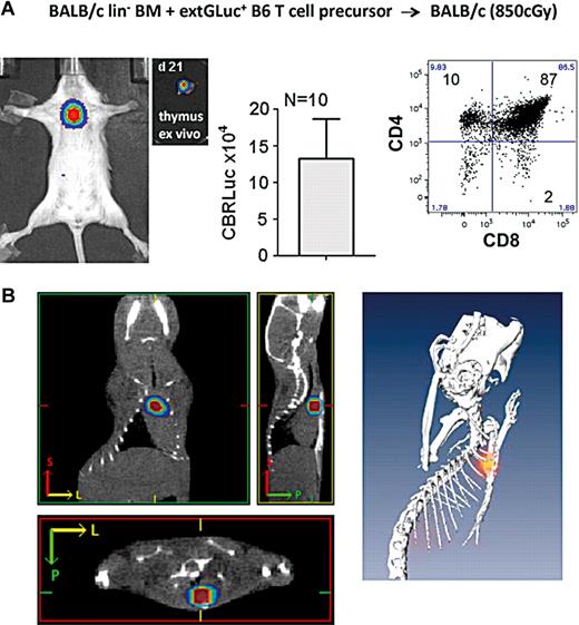 Figure 6. Adoptively transferred T precursor cells migrate and develop primarily in the thymus during immune reconstitution. (A) 2 × 105 BALB/c lin− BM plus 0.5-1 × 106 transgenic B6 DN2/3 T cell precursor cells were transplanted into BALB/c recipients. Images display CBRLuc activity (NFAT signaling) from the thymus, day 12 in vivo and day 21 ex vivo. The CBRLuc activity quantification was performed in 10 recipients. The dot plot displays CD45+ extGLuc+ cells and percentages of DP, SP-CD4, and SP-CD8. (B) Tomographic reconstruction of the bioluminescence source distribution superimposed upon orthogonal slices through a registered computed tomography (CT) image set. Slices were selected so as to pass through the center of the most intense region of bioluminescence and correspond to the thymus.