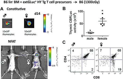 Figure 7. Selection of adoptively transferred TCR H-Y transgenic T cell precursor cells predominantly in female recipients. (A) 2 × 105 B6 lin− BM plus 0.5-1 × 106 TCR H-Y transgenic DN2/3 T cell precursor cells were transplanted into male (left) and female (right) B6 recipients (n = 10). Constitutive and NFAT signal activity were determined. Thymi were harvested to determine the absolute thymocyte counts. (B) The mean of thymic NFAT activity from 5 identical experiments was quantified in male and female recipients. *P ≤ .05 was considered significant. (C) Dot plots display CD45+ extGLuc+ cells and percentage of DP, SP-CD4, and SP-CD8.