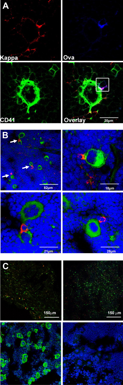 Figure 1. Bone marrow plasma cells are closely associated with megakaryocytes. (A) Cryosections of murine bone marrow (femur) after secondary immunization with Ova. Sections were stained for Ig κ light chain (top left, red), fluorochrome-coupled Ova (top right, blue), and the megakaryocyte marker CD41 (bottom left, green). Overlay of the 3 colors (bottom right) reveals contact between an Ova-specific plasma cell (Ig κ+/Ova binding, red and blue merges to pink) and a large CD41+ megakaryocyte. Analysis was performed with a Leica TCS-SL confocal microscope and processed with Leica software (LCS Lite Version 2.61 Build 1538) and Adobe Photoshop CS3. Approximately 30% of the Ova-specific plasma cells were found to colocalize with megakaryocytes during the whole period of observation (6-150 days after secondary immunization; in total, ∼ 500 Ova-specific plasma cells from 15 mice were analyzed using a 60×/0.135 NA oil objective). (B) Plasma cells and megakaryocytes are frequently found in close contact with each other. Ig κ light chain was used as a marker for plasma cells (“Methods”). Femurs of unimmunized mice were stained for Ig κ light chain (red) and the megakaryocyte marker CD41 (green); nuclei are stained with Sytox-orange (blue). Arrows indicate plasma cells in contact with polyploid CD41+ megakaryocytes (top left). Larger magnification images are shown in the top right and bottom panels (40×/0.95 NA oil objective). (C) Staining controls. (Top panels) Specificity of Ova staining was tested by blocking with unlabeled Ova. (Left section) Bone marrow sections were stained for Ig κ (green) and Ova (red). (A 40×/0.95 NA oil objective was used.) (Right section) No Ova-positive cells were detectable anymore after blockade with unlabeled protein. For that purpose, sections were preincubated with 100 excess unlabeled Ova and subsequently stained for Ig κ (green) and Ova (red). (Bottom panels) Bone marrow section stained for (left) nuclei (blue) and CD41 (green) or (right) rat IgG-isotype control.
