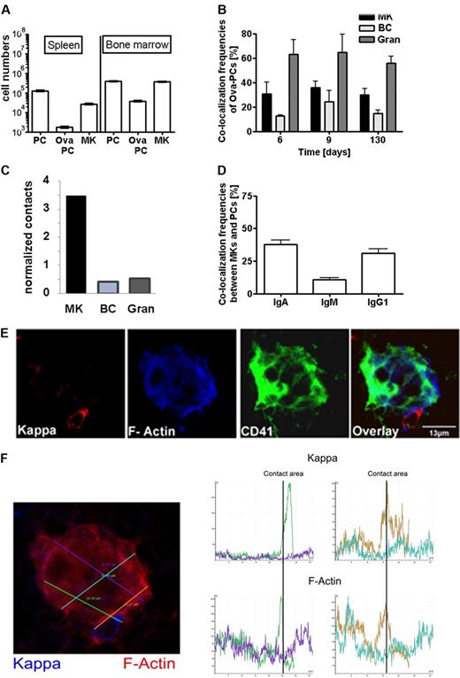 Figure 2. Immunization-induced plasma cells colocalize and interact with megakaryocytes. (A) Distribution of Ova-specific plasma cells and megakaryoctes in spleen and bone marrow. Numbers of total CD138+ plasma cells (PC), Ova-specific CD138+/intracellular Ova-binding plasma cells (Ova-PC), and CD61+ megakaryocytes (MK) were quantified 3 weeks after secondary immunization by flow cytometry (supplemental Figure 3). Absolute cell numbers were calculated from frequencies determined by flow cytometry and total cell numbers per organ as described in “Calculation of contact frequencies per cell surface area.” Data are mean ± SD for groups of 6 mice. (B) Colocalization frequencies between total plasma cells and CD41+ megakaryocytes (MK), B220+ (BC), or Gr-1+ (Gran) cells at days 6, 9, and 130 after secondary immunization. The environments of 150 to 200 plasma cells were analyzed at each time point. B220+ and Gr-1+ cells represent approximately 20% and 30% of total bone marrow cells, whereas megakaryocytes represent only approximately 0.3% of cells in this tissue. (C) Relative contacts between plasma cells and B cells (BC), granulocytes (Gran), or megakaryocytes (MK) normalized on the basis of the surface areas of the respective whole populations as calculated in “Calculation of contact frequencies per cell surface area.” (D) Colocalization frequencies between megakaryocytes and IgA, IgG1, or IgM expressing plasma cells as detected in unimmunized mice. (E) Bone marrow (femur) tissue section stained for CD41 (green), κ light chain (red), and f-actin (blue). (F) F-actin density was quantified along the plasma cell megakaryocyte contact areas using Leica Confocal software (LCS Lite Version 2.61 Build 1538). Histograms show intensity of Ig κ and f-actin staining along the 4 lines within and adjacent to a megakaryocyte indicated on the bone marrow section in corresponding colors (left). The green and brown lines cross the plasma cell megakaryocyte contact areas. Here, f-actin and Ig κ intensity reached a maximum. (Top histograms) Ig kappa. (Bottom histogram) f-actin.