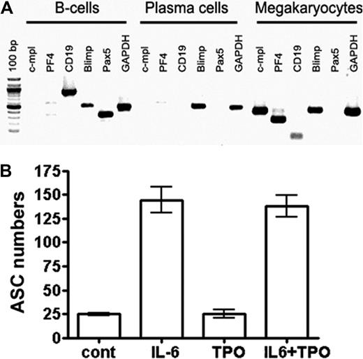 Figure 4. IL-6, but not TPO, directly stimulates plasma cells. (A) Neither B cells nor plasma cells express the TPO receptor c-mpl. B220+/IgD+ B cells and CD138++ plasma cells were isolated from bone marrow by FACS, and expression of the indicated genes was determined by reverse-transcribed PCR. In vitro–generated megakaryocytes were used as a high control for c-mpl expression. (B) Plasma cells do not respond to TPO. CD138++ plasma cells were isolated from bone marrow and cultured as described earlier.11 Total ASCs were quantified by ELISPOT. The percentage of plasma cells (ASCs) surviving for 3 days is shown when these cells were cultured: in the absence of specific stimulation, with either IL-6 or TPO alone, or with a combination of the 2 cytokines. Data are representative of 2 independent experiments. TPO was used in concentrations sufficient for the stimulation of megakaryopoiesis (supplemental Figure 8).