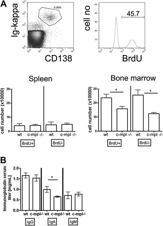 Figure 5. Immature and mature bone marrow plasma cell populations are disturbed in c-mpl−/− mice. Mice were continuously fed with BrdU in the drinking water for 3 weeks. Subsequently, CD138++/ intracellular κ light chain+ plasma cells were analyzed for BrdU content and quantified by flow cytometry. (A) Top panels: Flow cytometric identification of CD138+/Ig κ+ bone marrow plasma cells and analysis of BrdU incorporation. Bottom panels: Absolute numbers of BrdU+ and BrDU− plasma cells in spleen and bone marrow of wild-type and c-mpl−/− mice as indicated. (B) Ig serum levels of the IgG, IgA, and IgM isotypes in c-mpl−/− and wild-type mice as measured by enzyme-linked immunosorbent assay. Data are mean ± SD for absolute plasma cell numbers of groups of 5 mice (statistics: unpaired t test).