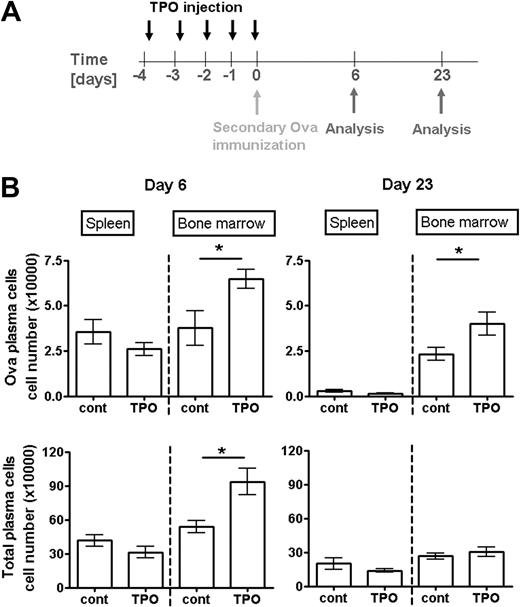 Figure 7. Increased levels of systemic TPO support the accumulation and persistence of plasma cells formed in a specific immune response. (A) Scheme of TPO injection and immunization: Mice received TPO (in PBS) starting from day 4 before immunization as described in “Mice, immunizations, TPO treatment, and BrdU feeding.” Controls received PBS alone. (B) Absolute numbers of total (bottom panels) and Ova-specific (top panels) plasma cells in spleen and bone marrow after secondary immunization are shown at the peak of the anti-Ova response at day 6 (left panels) and day 23 (right panels) when plasma cell counts have reached their plateau. Ova-specific plasma cells were analyzed by flow cytometry. Data are mean ± SD for groups of 6 mice (statistics: unpaired t test).