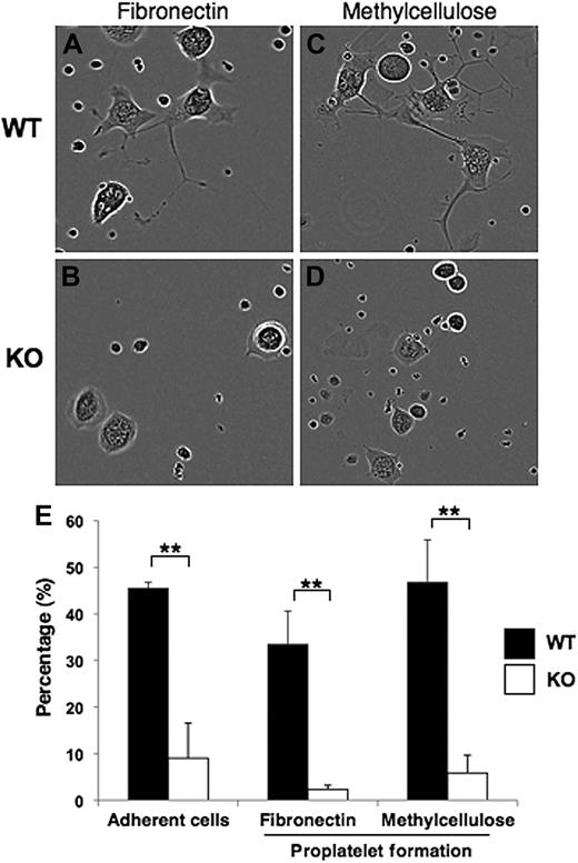 Figure 4. Megakaryocyte adherence and proplatelet formation. (A-D) Representative images are shown for sorted CD41+c-kit+ megakaryocyte progenitors from Pf4/Srf WT and Pf4/Srf KO littermates that were cultured in TPO containing medium either on fibronectin (left) or in semisolid medium (methylcellulose, right). (E) Continuous videos were taken and analyzed for cell adherence when cultured on fibronectin (left) and for proplatelet formation by cells on fibronectin (middle) and in semisolid medium (right). The percentage of total cells analyzed over 88 hours is shown. **P < .05.