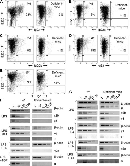 Figure 1. Altered class-switch recombination in IgH 3′RR-deficient mice. B cells were cultured for 4 days with LPS plus or minus cytokines at 1 × 106 cells/mL and stained with anti-B220-PC5 and anti-isotype fluorescein isothiocyanate antibodies: anti-IgG1 (A), anti-IgG2a (B), anti-IgG2b (C), anti-IgG3 (D), and anti-IgA (E). Representative results from 6 IgH 3′RR-deficient mice and wild-type mice are shown. (F) Iμ-Cx hybrid transcripts (x being any constant gene after CSR) induced in stimulated splenocytes from wild-type and IgH 3′RR-deficient mice. Total RNA was isolated on day 3. RT-PCR for Iμ → γ2b, Iμ → γ3 was performed on LPS-induced splenocytes RNA; Iμ → γ1 and Iμ → ϵ on LPS plus IL4, Iμ → α on LPS plus TGF-β; and Iμ → γ2a on LPS plus interferon-γ. Fivefold dilutions of cDNA were used per assay. β-Actin amplification was used as control. (G) Germinal transcription in stimulated splenocytes from wild-type and IgH 3′RR-deficient mice. Total RNA was isolated on day 3. RT-PCR for germline μ, γ2b, γ3 transcripts was performed on LPS-induced splenocytes RNA; germline γ1 and ϵ on LPS plus IL4; and germline α on LPS plus TGF-β. Fivefold dilutions of cDNA were used per assay. β-Actin.