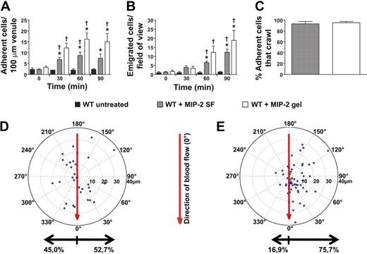 Figure 1. Localized extravascular chemokine release induces directional intraluminal crawling of neutrophils toward infection site. (A) Number of adherent neutrophils per 100-μm venule and (B) number of emigrated neutrophils per field of view, in untreated (n = 3) WT cremaster muscle or activated by MIP-2 superfusion (n = 7) or an MIP-2-containing gel (n = 5). (C) Percentage of all adherent neutrophils that crawled within the observed vessel section before transmigration (MIP-2 SF, n = 67, 4 mice; MIP-2 gel, n = 100, 5 mice). (D-E) Displacement of crawling neutrophils (with crawling start and endpoints within the field of view) from the adhesion point (the center of the circle) to transmigration site (marked dots) during activation by (D) MIP-2 superfusion (n = 32, 4 mice) or by (E) an MIP-2-containing gel (n = 57, 5 mice) placed at 90 degrees at a distance of 400 μm from the venule. The vertical axis in the plot corresponds to the direction of blood flow (toward 0 degrees). *P < .05 compared with time 0 before addition of chemokine. †P < .05 vs WT untreated.