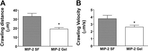 Figure 2. Localized extravascular chemokine release results in decreased crawling distance and crawling velocity. (A) Actual crawling distance and (B) calculated crawling velocity of neutrophils in response to MIP-2 superfusion (n = 32, 4 mice) or MIP-2–containing gel (n = 57, 5 mice). *P < .05 vs WT activated by MIP-2 superfusion.
