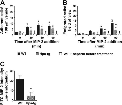 Figure 3. Leukocyte transmigration is dependent on HS sequestration of chemokines on apical venular endothelium. (A) Number of adherent or (B) emigrated neutrophils, in the MIP-2-superfused cremaster muscle of WT (n = 7), hpa-tg mice (n = 7), or in WT pretreated with heparin (0.5 mg; n = 5). (C) In vivo intravascular binding of MIP-2 (expressed as FITC-MIP-2 intensity/ μm2 vessel) 30 minutes after intra-arterial injection of MIP-2 conjugated to FITC in WT and hpa-tg cremasteric venules. *P < .05 compared with time 0 before addition of chemokine. †P < .05 vs WT at the same time period.