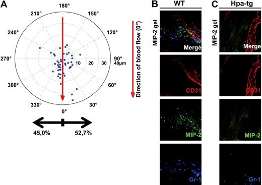 Figure 4. Chemokine gradients sequestered by endothelial HS effectively directs crawling leukocytes toward transmigration sites closer to the infection. (A) Displacement of crawling neutrophils (n = 48, 5 mice) from the adhesion point to transmigration site in hpa-tg cremaster muscle activated by an MIP-2-containing gel, placed extravascularly 400 μm from the observed venule (corresponding to 90 degrees in the polar chart). Representative confocal z-projections of (B) WT and (C) hpa-tg cremaster muscle activated with a FITC-MIP-2 (green) loaded gel. Endothelial cell junctions were stained with anti-CD31 mAb (red) and neutrophils with anti–Gr-1 mAb (blue) administered close intra-arterially.