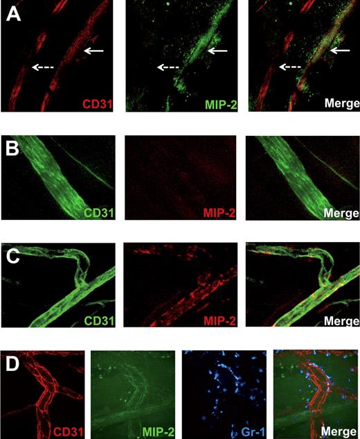 Figure 5. Venular, but not arterial, endothelium sequesters MIP-2, and the chemokine is concentrated in junctional regions. Confocal microscopy images of cremasteric vessels (stained with anti-CD31 mAb). (A) FITC-conjugated MIP-2 (green) administered extravascularly in a gel is sequestered in and around venules (red, continuous arrow) but not in arterioles (red, dashed arrow). (B) MIP-2 administered intra-arterially is not sequestered in arterioles (green), but in (C) venules (green), as visualized by injection of fluorescently labeled anti–MIP-2 mAb (red). (D) Representative in vivo spinning disk confocal images of intravascular sequestration of FITC-labeled MIP-2 (green, administered in a gel) concentrated to endothelial cell junctions (red). Neutrophils were stained with anti–Gr-1 mAb (blue).