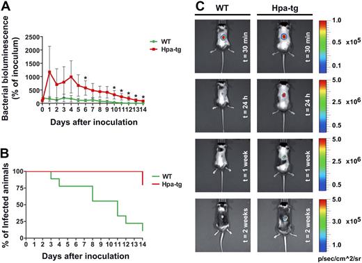 Figure 6. Random crawling in hpa-tg venules results in a decreased ability to clear bacterial infections. (A) Change in percentage of inoculated bacteria (bacterial bioluminescence) with time in WT (n = 9) and hpa-tg mice (n = 5), after subcutaneous administration of 106 CFU of bioluminescent S aureus (strain Xen 29). *P < .05 vs WT. (B) Clearance rate of S aureus. (C) Representative images of S aureus bioluminescence detection in WT and hpa-tg mice at different time points after inoculation. Please note that the scales differ between time points but are the same at the same time point so that the mice can readily be compared.