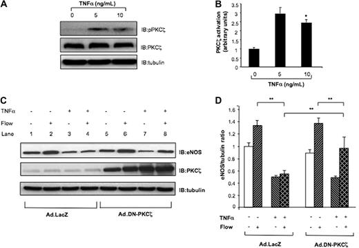 Figure 1. Reducing PKCζ activity by Ad.DN-PKCζ reverses TNFα inhibition of eNOS. (A-B) TNFα increases PKCζ activation/phosphorylation. (A) Confluent BAECs were exposed to TNFα 5 and 10 ng/mL or vehicle alone for 15 minutes. Then, cells were lysed and immunoblotted with p-PKCζ and total PKCζ antibodies, respectively. The amount of proteins loaded in each lane was equal as shown by incubating the same blots with antitubulin antibody. (B) Densitometric analysis of p-PKCζ. Results were normalized by arbitrarily setting the average densitometry of the control to 1.0. Representative blots are shown from 3 separate experiments. *P < .01. (C-D) TNFα-mediated eNOS reduction is PKCζ dependent. (C) HUVECs were transfected with Ad.LacZ (control) or Ad.DN-PKCζ. After 16 hours cells were treated with TNFα or vehicle and then exposed to flow (shear stress = 12 dyn/cm2) for 24 hours. Western blots were performed for eNOS, PKCζ, and tubulin. (D) eNOS expression was analyzed by densitometry and normalized by setting static cells to 1.0. Data are mean ± SD of 3 experiments in triplicate. **P < .05.