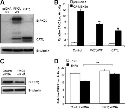 Figure 2. TNFα inhibits ERK5 transactivation by PKCζ. (A) HA-PKCζ-WT and CATζ overexpression was verified with the use of cell lysates probed with anti-PKCζ. (B) PKCζ-WT and CATζ inhibit ERK5 transactivation. HUVECs were transfected with pBIND-ERK5 and Gal4-dependent (pG5-Luc) reporter gene with or without pcDNA3-CA-MEK5α with 0.3 μg of control vector or expression plasmids for PKCζ-WT or CATζ. ERK5 transcriptional activity was evaluated by measuring luciferase activity after 24 hours. (C) PKCζ silencing was confirmed by Western blot analysis. (D) Depletion of PKCζ expression reverses TNFα-mediated inhibition of ERK5 transcriptional activity. HUVECs were pretreated for 24 hours with siRNA targeting PKCζ and then cotransfected with pBIND-ERK5 and Gal4-dependent (pG5-Luc) reporter gene with or without pcDNA3-CA-MEK5α. After 8 hours, cells were treated with 10 ng/mL TNFα, and ERK5 luciferase activity was determined 16 hours later. Results are expressed in arbitrary units normalized to the control (set to 1.0 for each experiment). Data are mean ± SD of 3 experiments performed in triplicate. **P < .05.