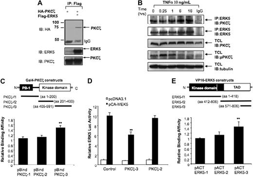 Figure 3. PKCζ interacts with ERK5. (A) ERK5 binds to PKCζ in vitro. HeLa cells were cotransfected with HA-PKCζ and pcDNA3 or Flag-ERK5 for 24 hours and subjected to immunoprecipitation with Flag antibody, followed by Western blot analysis with HA antibody. Expression of ERK5 and PKCζ was detected by Western blotting with specific antibodies. (B) TNFα slightly increases PKCζ-ERK5 binding. Subconfluent cocultures of HUVECs were treated for different time points with TNFα 10 ng/mL. The interaction of endogenous PKCζ with endogenous ERK5 was evaluated by immunoprecipitating 400 μg of total cell lysate with ERK5 antibody, and the immunoprecipitates were analyzed by immunoblotting with PKCζ antibody. Essentially identical results were obtained in 2 other experiments. (C,E) The COOH-terminus regions of PKCζ and ERK5 are critical for the ERK5-PKCζ interaction. HUVECs were transfected with plasmids expressing wild-type VP16-ERK5 with Gal4-PKCζ fragments (C) or wild-type Gal4-PKCζ with VP16-ERK5 fragments (E) as indicated, and luciferase activity was evaluated 24 hours after transfection. (D) PKCζ fragment able to bind ERK5 inhibits ERK5 transactivation. HUVECs were transfected with pBIND-ERK5 and Gal4-dependent (pG5-Luc) reporter gene with or without pcDNA3-CA-MEK5α with PKCζ-3 and PKCζ-2 fragments. Luciferase activity was measured after 24 hours of incubation. Data are mean ± SD of 3 experiments performed in triplicate. **P < .05.