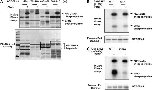 Figure 4. PKCζ directly phosphorylates ERK5 in vitro. (A) To determine direct PKCζ-induced ERK5 phosphorylation, we performed an in vitro kinase assay with 4 different GST-ERK5 fragments as substrate. In vitro kinase assay shows 32P incorporation into 2 GST-ERK5 fragments (amino acids 100 ∼ 200 and 400 ∼ 600) but not into the others (amino acids 200 ∼ 400 and 600 ∼ 816). Ponceau staining shows the position of the proteins after separation by SDS-PAGE and near equal expression. (B-C) Characterization of PKCζ phosphorylation sites. In vitro kinase assay was performed with ERK5-WT fragment (aa1-200 or aa400-600) and ERK5 fragment with S31A (B) or S486A (C) mutations in the presence of recombinant PKCζ. Mutation of the serine 486 to alanine in GST-ERK5 200-600 ablated PKCζ-mediated ERK5 phosphorylation. Data presented are from a representative experiment of at least 3 independent experiments.