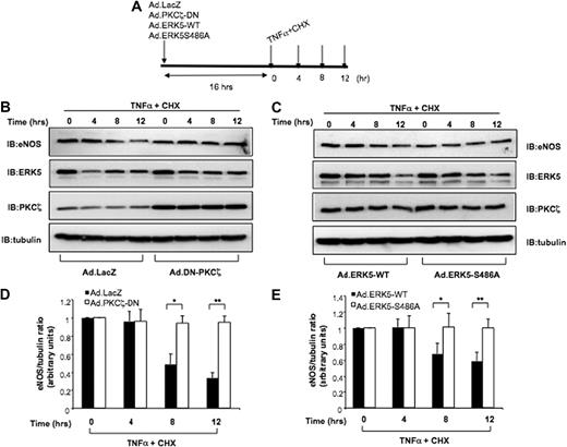 Figure 5. Role of PKCζ in eNOS protein stability. (A) Schematic diagram showing experimental protocol. (B-C) Ad.DN-PKCζ and Ad.ERK5-S486A increase eNOS protein stability. HUVECs were infected with Ad.LacZ (control) or Ad.DN-PKCζ (B) and Ad.ERK5-WT or Ad.ERK5-S486A (C). Sixteen hours later, the cells were incubated with TNFα 10 ng/mL plus the protein synthesis inhibitor cycloheximide (CHX; 10 μg/mL). HUVECs were harvested after 0, 4, 8 and 12 hours of treatment, and Western blots were performed with eNOS, PKCζ, ERK5, and tubulin antibodies. (D-E) Western blots were quantified by densitometry by setting the time zero to 1.0. Data presented are from a representative experiment of at least 3 independent experiments. *P < .1; **P < .05.