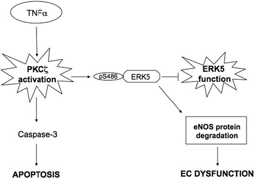 Figure 7. A scheme describing the PKCζ-mediated cross talk between the TNFα (proinflammatory) and ERK5 (anti-inflammatory) pathways.