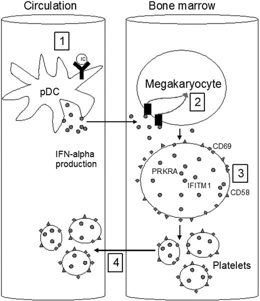 Figure 4. Type I IFN-profile in platelets. A schematic model describing interactions between immune complexes (ICs), interferonα (IFNα), and cells supported by the experiments reported here. RNA and DNA containing ICs induce IFNα production from plasmacytoid dendritic cells (pDCs) in the circulation (1). IFNα induces increased expression of type I IFN-regulated genes and proteins in the megakaryocytes in the bone marrow (2-3). The platelets are released from the megakaryocytes and enter the circulation (4).