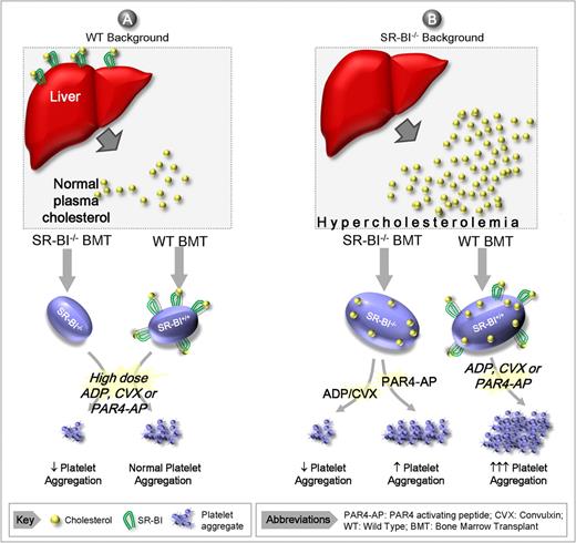 Proposed model for the role of SR-BI in modulating platelet reactivity. (A) Normolipidemia. Under normolipidemic conditions the platelet count and cholesterol content remain normal irrespective of whether platelets express SR-BI. Note that SR-BI/− platelets have reduced responsiveness to high concentrations of soluble agonists relative to wild-type (WT) controls. (B) Hyperlipidemia. In the absence of SR-BI expression by steroidogenic tissues (principally the liver), there is reduced cholesterol uptake from the circulation, leading to hyperlipidemia. The severe hyperlipidemia in SR-BI−/− results in thrombocytopenia and an increased platelet cholesterol content irrespective of whether platelets express SR-BI. Under hyperlipidemic conditions, SR-BI−/− platelets have increased responsiveness to PAR4 agonists, but a paradoxical hyporesponsive to other agonists. Note that WT platelets are hyperresponsive to all agonists in the presence of hyperlipidemia.