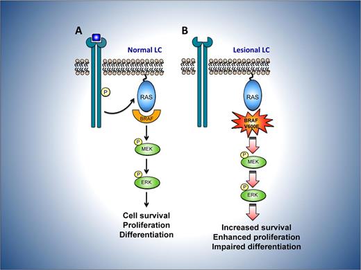 Potential consequences of mutant BRAF V600E in LCH. (A) In normal LC, mitogens such as growth factors bind to and activate cell-surface receptors, which signal through a complex consisting of adaptor proteins and exchange factors (not shown) to activate the small G-protein RAS on the inner surface of the plasma membrane. Once active, RAS binds to and activates the RAF family of proteins, comprising BRAF, ARAF, and CRAF. RAF then phosphorylates and activates MEK, which subsequently phosphorylates and activates ERK. ERK phosphorylates numerous substrates within the cytoplasm and nucleus, promoting cell division and enhancing survival, movement, and differentiation. (B) In LC from LCH lesions, constitutive activity of the mutant BRAF V600E protein is predicted to bypass the requirement for mitogen induced activation of RAF by RAS. This may lead to dysregulated signaling through the MEK-ERK pathway and thereby favor the survival and proliferation of lesional LCH cells while perturbing their differentiation.