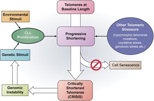 A schematic representation of the role of progressive telomere shortening in driving CLL progression based on current knowledge, with a main focus on the results from Lin et al in this issue.1 CLL proliferation is induced by either genetic or environmental stimuli. Repeated courses of cell division as well as other telomeric stressors induce progressive telomere shortening. Due to the inactivation of the senescence checkpoint, cells with critically shortened telomeres enter a crisis-like condition that leads to genomic instability allowing further clonal evolution and disease progression. Professional illustration by Kenneth X. Probst.