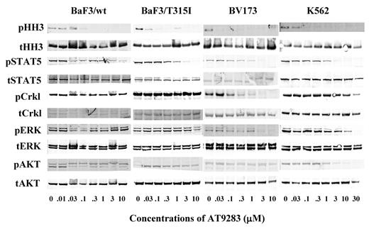 Figure 2. Mechanism of action of AT9283 in BaF3 BCR-ABL cells and human CML cell lines. BaF3/wt-BCR-ABL, BaF3/T315I, BV173, and K562 were incubated with the indicated concentration of AT9283, or vehicle control, for 24 hours before preparation for immunoblotting with the indicated antibodies. The blots shown are representative of at least 2 independent experiments in each cell line.