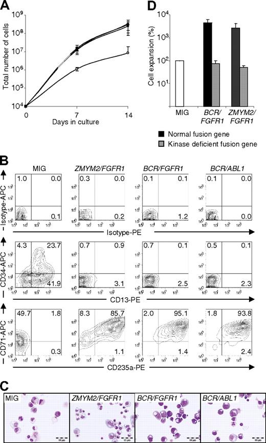 Figure 1. Expression of ZMYM2/FGFR1, BCR/FGFR1, or BCR/ABL1 in human CD34+ CB cells leads to increased cellular proliferation and erythroid differentiation. (A) Cells transduced with ZMYM2/FGFR1 (●), BCR/FGFR1 (■), or BCR/ABL1 (▴) increase in numbers approximately 35-fold compared with MIG control cells (○) during 14 days of suspension culture. Cells were counted at days 7 and 14 after sorting and the mean values of 3 separate experiments are shown. (B) The immunophenotype of cultured cells was assessed after 14 days of culturing. At this stage, cells expressing ZMYM2/FGFR1, BCR/FGFR1, or BCR/ABL1 had become erythroid as shown by high levels of CD235a- and CD71-antigen expression. (C) Morphologic examination by May-Grünwald and Giemsa staining of cells on cytospin slides after 14 days of suspension culture shows that cells expressing either of the 3 fusion genes were at the pronormoblast stage of erythroid differentiation. (D) The proliferation rate of CD34+ CB cells expressing the kinase dead mutants BCR/FGFR1 653/654Y or ZMYM2/FGFR1 653/654Y (gray) was significantly reduced compared with cells expressing normal BCR/FGFR1 and ZMYM2/FGFR1 (black) after 2 weeks of suspension culture. The result shown is the mean value from 3 separate experiments with MIG control cell expansion (white) set to 100%. Error bars show SD.