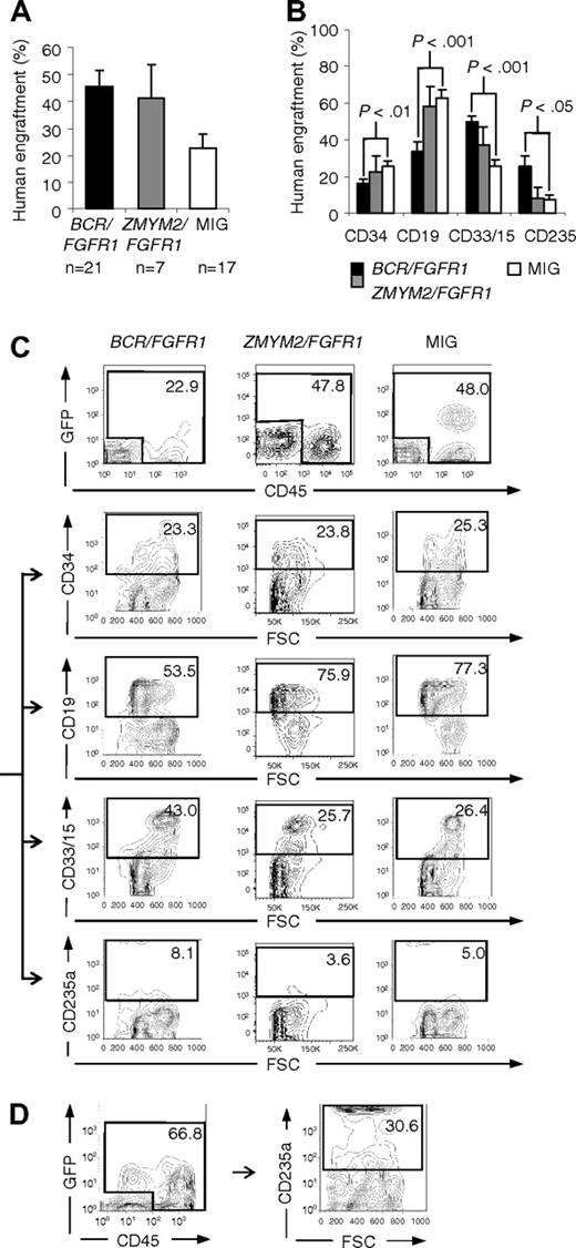 Figure 3. Flow cytometric analysis of human cells in NOD/SCID mouse BM around 6 weeks after transplantation reveals that BCR/FGFR1 expression directs the differentiation to myeloid and erythroid cell fates. (A) Engraftment at 6 to 7 weeks after transplantation of human cells transduced with BCR/FGFR1, ZMYM2/FGFR1, or the MIG control vector. (B) Phenotype of human cells in the BM of BCR/FGFR1 (black), ZMYM2/FGFR1 (gray), or MIG (white) mice at 6 to 7 weeks after transplantation, revealing that BCR/FGFR1 significantly directs grafted cells toward the myeloid and erythroid cell lineages. Data are presented as the mean value of all analyzed mice with error bars representing SEM (for data at 9-12 weeks after transplantation, see supplemental Figure 4B). (C) FACS plots showing the gating and differentiation pattern of human cells (GFP+ and/or CD45+; top panel) in BM from representative MIG, ZMYM2/FGFR1, or BCR/FGFR1 mice, as detected by cell surface expression of CD34, CD19, CD33/15, and CD235a. (D) FACS plot showing increased erythroid differentiation of human cells in BM of an additional BCR/FGFR1 mouse.