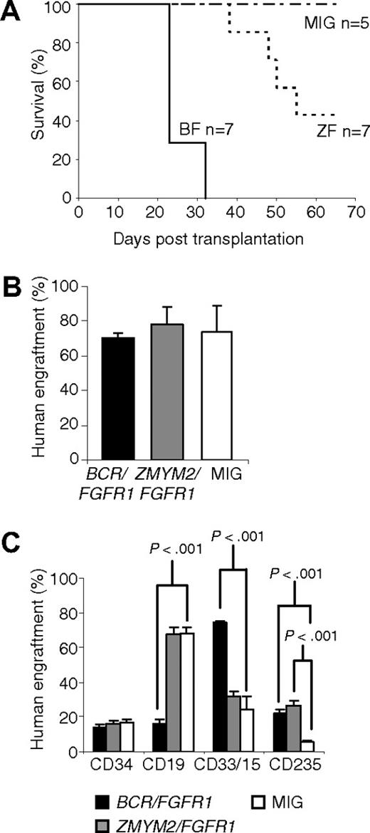 Figure 6. Results from NSG mice transplanted with human cells expressing BCR/FGFR1 or ZMYM2/FGFR1. (A) BCR/FGFR1 mice all died at day 32 or earlier, whereas ZMYM2/FGFR1 mice survived longer. All MIG control mice, and 3 ZMYM2/FGFR1 mice survived until end of study. (B) The engraftment of human cells was on average 70% in BCR/FGFR1 mice, 74% in ZMYM2/FGFR1 mice, and 78% in MIG control mice at end of life (23-65 days). Error bars represents SEM. (C) The percentage of human myeloid (CD33/15+) cells was significantly higher in BCR/FGFR1 mice (black), but not in ZMYM2/FGFR1 mice (gray), compared with MIG control mice (white). The erythroid cell lineage (CD235a+) was pronounced in both BCR/FGFR1 mice and ZMYM2/FGFR1 mice. Data are presented as the mean value of all analyzed mice with error bars representing SEM.