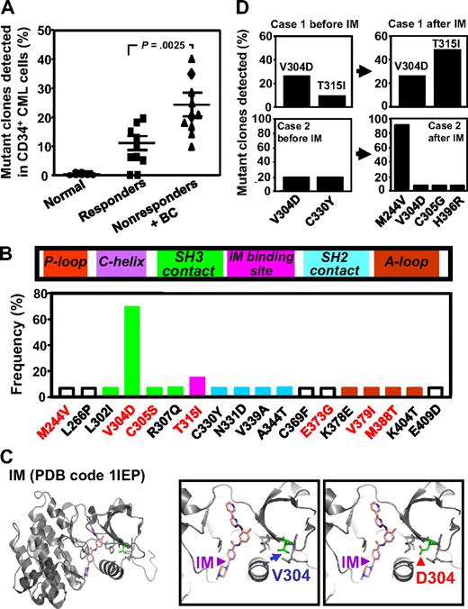 Figure 4. Comparison of the frequency and characterization of mutant BCR-ABL transcripts in CD34+ cells from IM responders and nonresponders. (A) BCR-ABL kinase domain transcript fragments in extracts of patients CD34+ cells were cloned and sequenced (10-30 clones per sample), and the frequency of mutant clones detected in each patients' sample was then calculated. Cross bars indicate the mean plus or minus SEM of data for each patient group. The difference between the frequencies of mutant transcripts detected in the IM nonresponders' cells (10 patients) and the 10 responders' cells (10 patients) is significant (P < .003). No mutations were found in CD34+ BM cells from 6 normal persons. (B) Locations of the single amino acid substitutions identified in relation to subdomains of the BCR-ABL kinase domain. The prevalence of each mutation among the 20 patients studied is shown as the proportion of patients in which each mutation was seen. Red letters indicate amino acid changes previously associated with IM resistance in patients. P-Loop indicates phosphate-binding loop; C-helix, catalytic domain; SH3 contact, Src homology 3 domain contact; IM binding site, imatinib binding site; SH2 domain, Src homology domain contact; and A-loop, activation loop. (C) Localization of the residue V304 based on the crystal structure of the c-ABL kinase domain in complex with IM (PDB code 1IEP).32 Substitution of V304 with a polar residue aspartic acid (V304D) would perturb the conformation and/or structure of the helix that forms part of the IM-binding groove. (D) Frequency of various mutant BCR-ABL transcripts in CD34+ CML cells before and after IM treatment from 2 IM nonresponders calculated as described for panel A.
