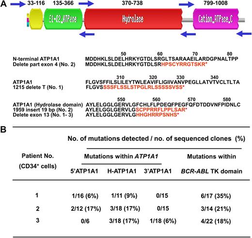 Figure 5. Detection of mutant ATP1A1 transcripts in CD34+ cells from IM nonresponders. (A) Structure of the ATP1A1 gene and location of 3 forward and reverse primer pairs used to generate 3 overlapping fragments for PCR amplification of the entire ATP1A1 transcript cDNA (3.7 kb). Frameshift mutations (in red) that generate new amino acid sequences and premature stop codons (*) within the ATP1A1 gene were identified in CD34+ CML cells from all 3 IM nonresponders studied. (B) Specific ATP1A1 mutations identified in the pretreatment CD34+ cells from the 3 IM nonresponders studied. The mutations detected within the BCR-ABL tyrosine kinase domain from the same patients' cells are also indicated.