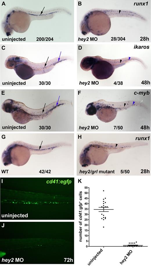 Figure 1. Hey2 is essential for HSC formation. (A-B) The number of runx1-expressing HSCs (black arrow and arrowhead) was severely reduced in hey2 morphants at 28 hpf. Embryos injected with a control MO had normal runx1 expression at 28 hpf (n = 24/24; data not shown). Ikaros+ (C-D) and c-myb+ (E-F) blood progenitors were missing in the DA (black arrow and arrowhead) and in the CHT (blue arrow and arrowhead) of hey2 morphants at 48 hpf. (G-H) Homozygous hey2/grlm145 mutants possessed fewer runx1+ HSCs (black arrow and arrowhead) than wt control embryos. (I-K) In the CHT, the number of cd41-gfp+ cells was significantly lower in hey2 morphants than in uninjected embryos (Student t test, P < .001). Error bars represent the standard error of the mean for both groups of embryos. In panels A-H, numbers of embryos with normal gene expression are given as a fraction of the number of embryos analyzed. All views of embryos are lateral, with anterior at the left and dorsal at the top. The embryos in panels C-D were treated with phenylthiourea to prevent pigmentation. All morphants were injected with 5 ng of hey2 or control MO.