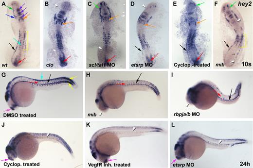 Figure 2. Hey2 expression in the lateral mesoderm is induced by cloche, scl/tal1, and etsrp and is maintained in the DA by Hedgehog and Vegf signaling. (A) At the 10s stage (14 hpf), hey2 was expressed in the ALM (green arrow), the bilateral heart field (blue arrow), the otic vesicle (orange arrow), parts of the midbrain and hindbrain (purple arrow), the neural crest (turquoise arrow), the somites (yellow bracket), the PLM (black arrow), and the tail bud (red arrow). (B) In clo mutants, hey2 expression was lost in the ALM and PLM (white arrowheads). (C) In scl/tal1 morphants (5 ng of MO), PLM expression was lost (white arrowhead). (D) In etsrp morphants (10 ng of MO), hey2 expression in the ALM was lost (white arrowhead). (E) Inhibition of the Hh pathway with cyclopamine (100μM) from the 2-8 cell stage did not eliminate hey2 expression at the 10s stage in any of the tissues analyzed. (F) Hey2 expression was present in the ALM and PLM of mibta52b mutants (green and black arrows) but was absent in the otic vesicle and the tail bud (white arrowheads) and was reduced in the somites (yellow bracket). (G) At 24 hpf, hey2 was expressed in the dorsal aorta (black arrow), the ISVs (red arrow), the somites (yellow arrow), the neural crest (turquoise arrow), and the telencephalon (pink arrow), in addition to parts of the midbrain and hindbrain. In mibta52b mutants (H) and rbpja/b morphants (2 ng of MO; I), hey2 expression in the DA (black arrow) and in ISVs (red arrow) was retained, whereas telencephalon expression was lost (white arrowhead). By contrast, VegfR inhibitor–treated (J; 5μM) and cyclopamine-treated (K; 100μM) and etsrp-morphant (L; 10 ng) embryos displayed normal expression of hey2 in the telencephalon (pink arrow) but failed to express hey2 in the DA and the ISVs (white arrowheads). Embryos in panels J-K were treated from 90% epiboly. All views of embryos are lateral, with anterior at the left and dorsal up.
