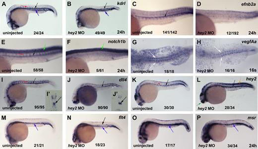 Figure 3. Hey2 is essential for expression of Notch receptors in the DA angioblast cord. (A) Kdrl was expressed in the DA (black arrow), PCV (blue arrow), and ISVs (red arrow) of the trunk and tail of 24-hpf control embryos. (B) Separate cords of DA and PCV kdrl-expressing angioblasts were present in hey2 morphant embryos. Expression of the arterial genes efnb2a (C-D) and notch1b (E-F) was lost in hey2 morphants. Note that spinal cord expression of notch1b was unaffected (E-F green arrow). VegfAa expression in somites was normal in hey2 morphant embryos (G-H white arrows). The Notch ligand gene dll4 was expressed in the DA of hey2 morphants (Ii-Jii black arrows). Loss of Hey2 protein caused increased endogenous hey2 mRNA expression in the DA and in somites (K-L orange arrow) of hey2 morphants, which suggests the presence of a negative autoregulatory loop. In kdrl- and dll4-stained hey2 morphant embryos, ISV staining was reduced (B,J; n(kdlr) = 41/49; n(dll4) = 51/90). (M) At 24 hpf, flt4 expression was restricted to the PCV in control embryos. (N) In the DA of hey2 morphants, it was retained in addition to normal venous expression. (O-P) Another venous marker, msr, was expressed in the vein of control and hey2 morphant embryos. All views of embryos in panels A-F and I-P are lateral, with anterior left and dorsal up. Dorsal views of embryos with anterior left are provided in panels G-H. Close-ups of the trunk of embryos are shown in C-F. The inserts (Ii and Ji) show transverse sections through the posterior trunk. Numbers of embryos with normal gene expression in the DA (A-F,I-P) or in the somites (G-H) are given as a fraction of the number of embryos analyzed. All morphants were injected with 5 ng of hey2 MO.