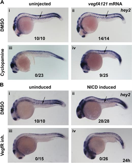 Figure 4. Hey2 is expressed downstream of Vegf signaling in the DA. Inhibition of the Hh signaling pathway with the Smoothened inhibitor cyclopamine (100μM) or of the Vegf signaling pathway with a VegfR inhibitor (5μM) from 90% epiboly (9 hpf) caused a loss of hey2 expression in the DA (Ai,iii,Bi,iii arrow). Although injection of 100 pg of vegfA mRNA did not change hey2 expression in control embryos, it rescued hey2 expression in cyclopamine-treated embryos (Aii,iv). In a similar rescue experiment, heat-shock–induced ubiquitous expression of NICD at the 17s (17.5-hpf) stage failed to rescue hey2 expression. All views of embryos are lateral, with anterior left and dorsal up. Numbers of embryos with hey2 gene expression in the DA are given as a fraction of the number of embryos analyzed. inh. indicates inhibitor.